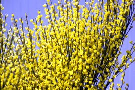 Żarnowiec Golden Sunlight Cytisus C3