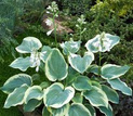 Funkia American Halo Hosta C3