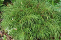 Tuja Whipcord Thuja plicata C2