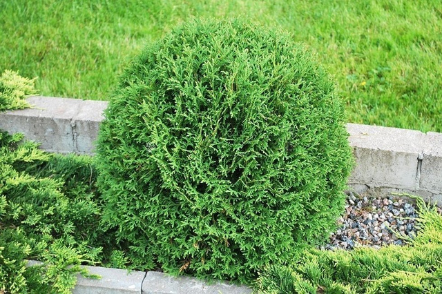 Tuja Woodwardii Thuja occidentalis P9