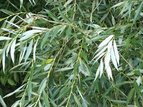 Wierzba biała Salix alba C2