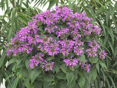 Pysznogłówka Bee Pretty Monarda C2