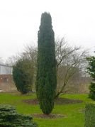 Cis pospolity Fastigiata Robusta Taxus baccata C2