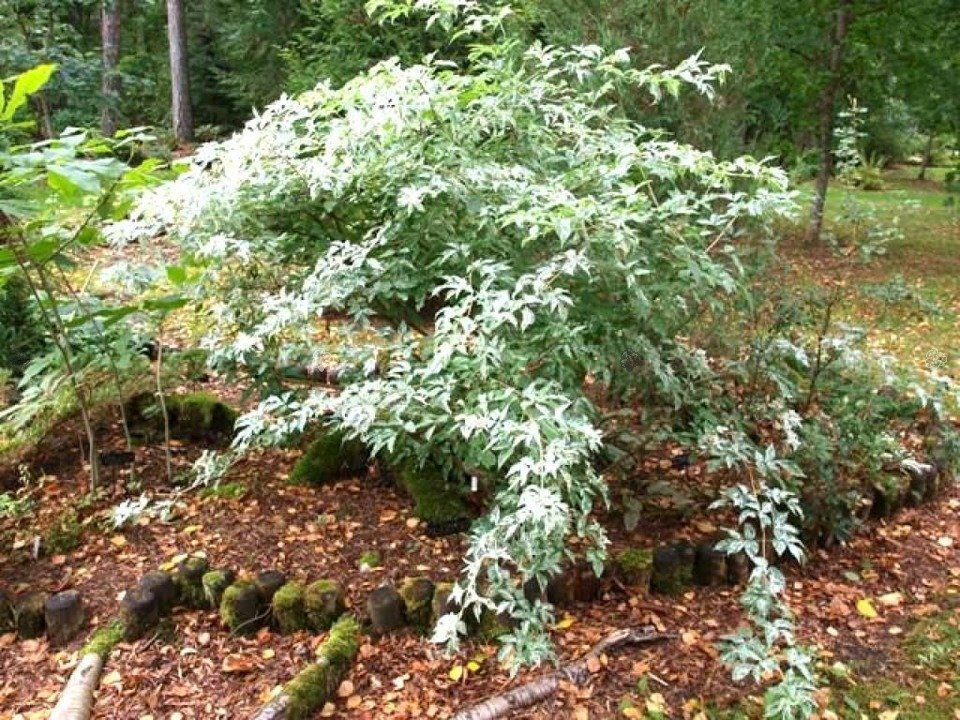 Bez czarny Pulverulenta Sambucus nigra C3