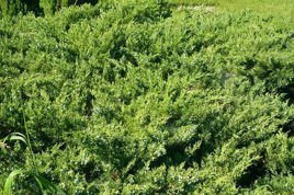 Jałowiec płożący Andorra Juniperus horizontalis C2