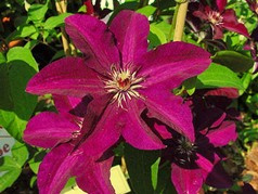 Powojnik Stasik Clematis C2