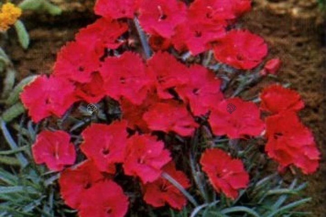 Goździk siny Badenia Dianthus gratianopolitanus P9