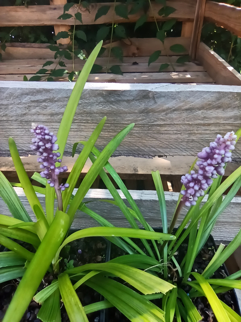 Liriope szafirkowata Big Blue Liriope muscari P9