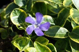Barwinek pospolity Blue and Gold Vinca minor P9
