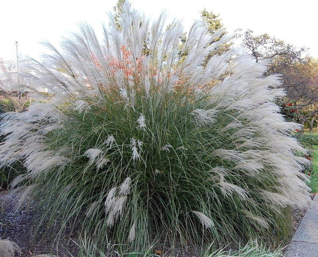 Miskant chiński Yaku Jima Misctanthus sinensis C2