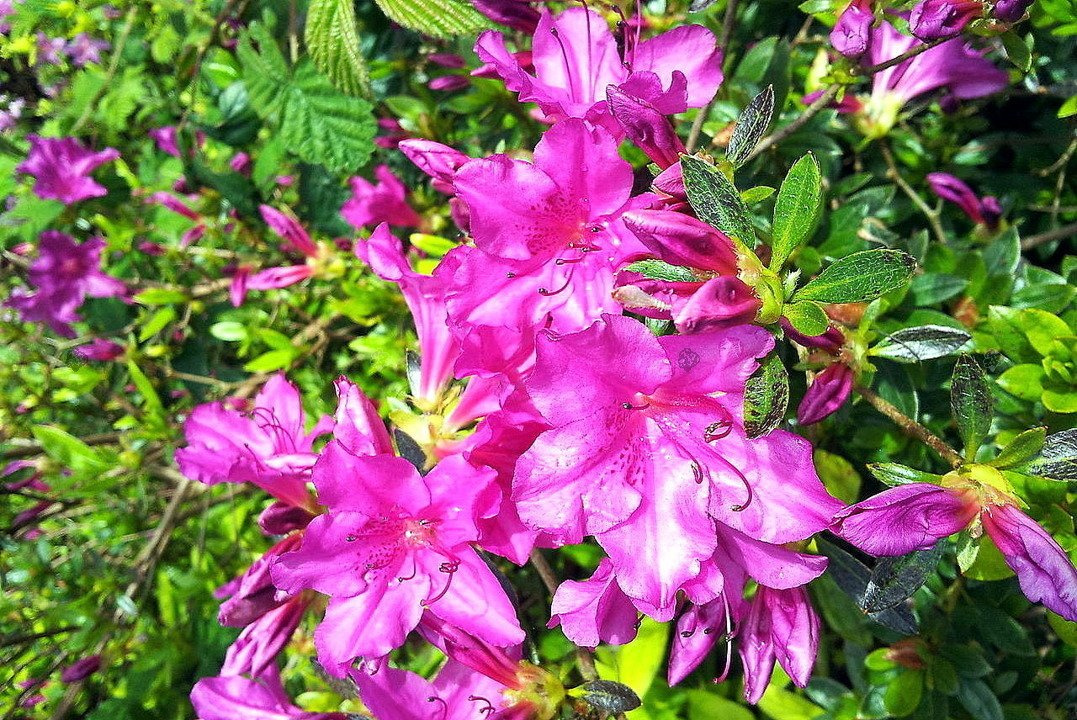 Azalia japońska Geisha Lilac Rhododendron obtusum C2