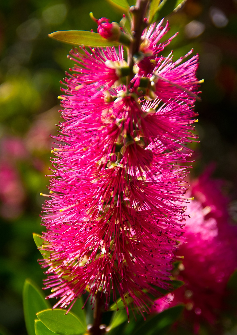 Kuflik Mauve Mist Callistemon P9