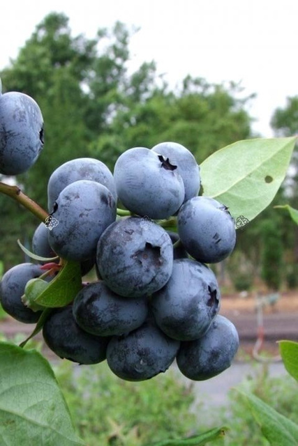Borówka amerykańska Bluecrop Vaccinium corymbosum C2