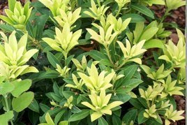 Pieris japoński Bolero Pieris japonica C1,5