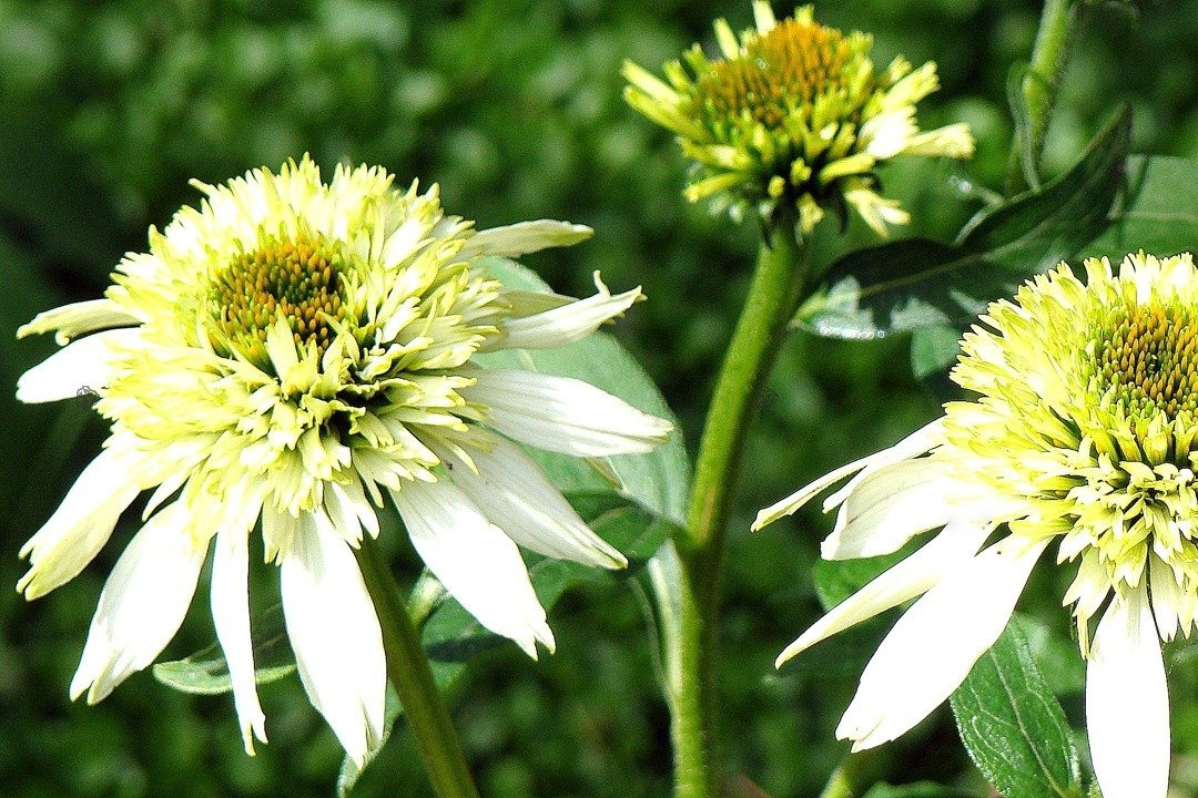 Jeżówka Coconut Lime PBR Echinacea C2