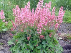 Żuraweczka Pink Revolution Heucherella C2