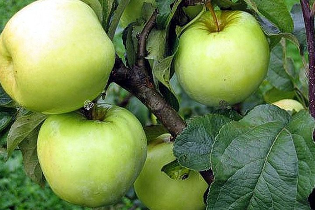 Jabłoń Antonówka Malus domestica
