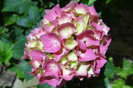 Hortensja ogrodowa Constellation Hydrangea macrophylla C3