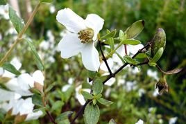 Jaśminowiec Limestone Philadelphus Alabaster P9