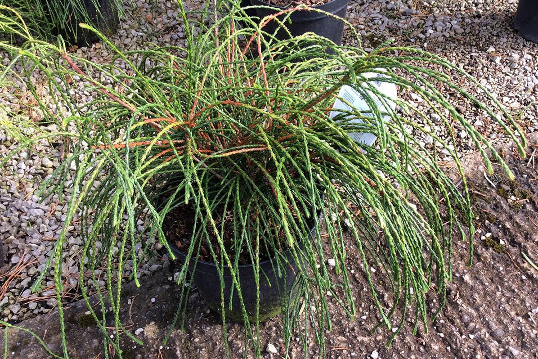 Tuja Whipcord Thuja plicata C2