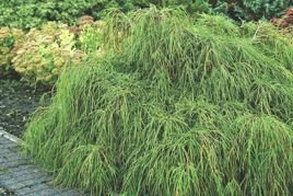 Cyprysik groszkowy Filifera Nana Chamaecyparis pisifera C3