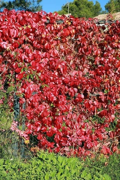 Winobluszcz pięciolistkowy Murorum Parthenocissus quinquefolia P9