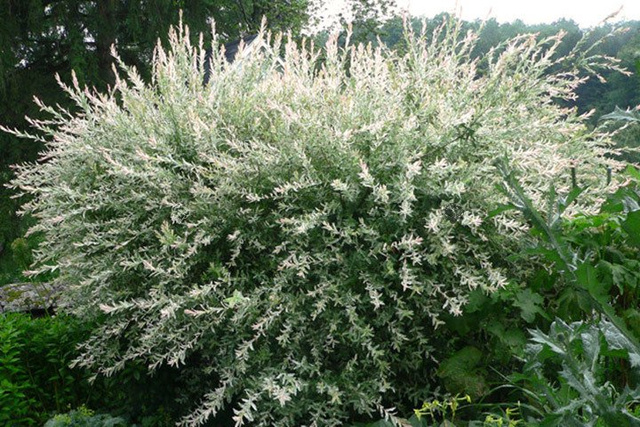 Wierzba całolistna Hakuro Nishiki Salix integra KRZEW C5