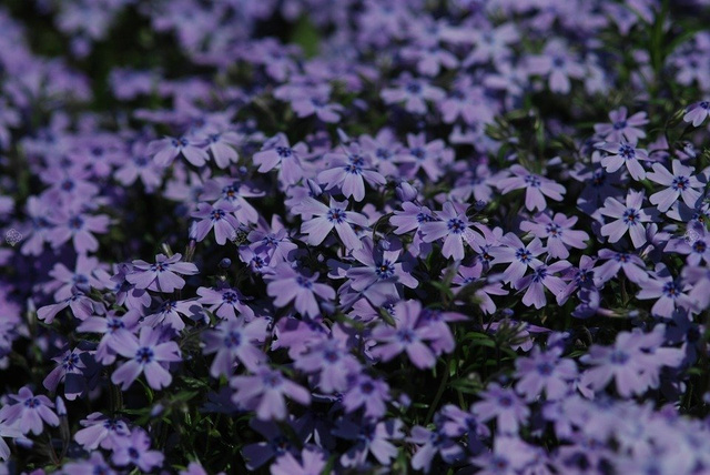 Floks szydlasty Emerald Cushion Blue Phlox subulata P9