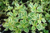 Macierzanka cytrynowa Lemon Thymus citriodorus P9