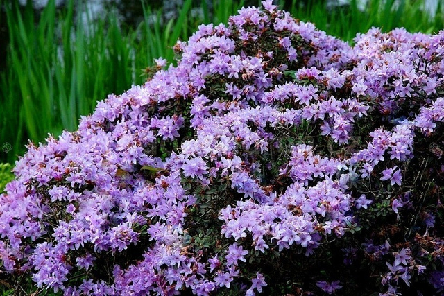 Różanecznik karłowy Buchlovice Rhododendron impeditum C1,5