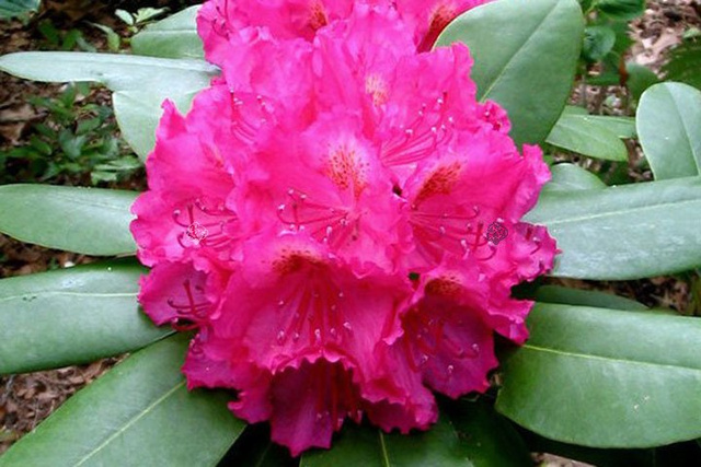 Różanecznik Pearce`s American Beauty Rhododendron C2