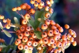 Ognik Firelight Pyracantha P9