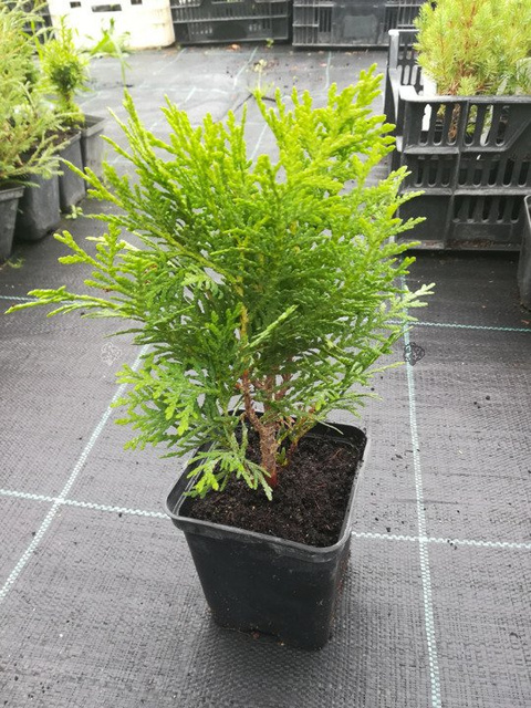 Tuja Danica Thuja occidentalis P9