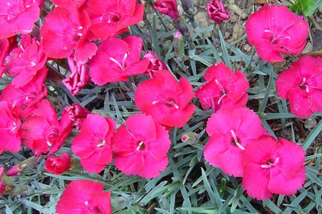 Goździk siny Badenia Dianthus gratianopolitanus P9