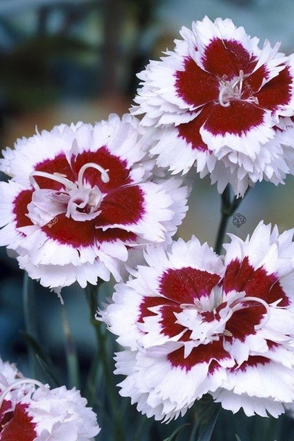 Goździk Alwooda Alice Dianthus allwoodii C3