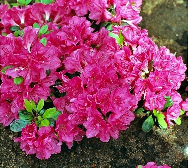 Azalia japońska Canzonetta Rhododendron obtusum C2