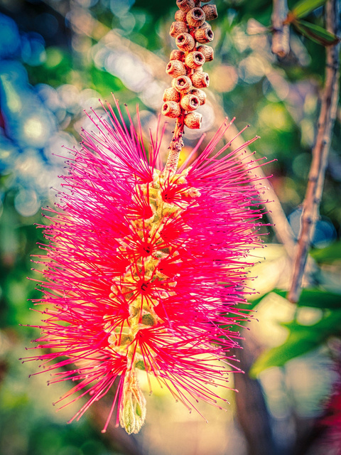 Kuflik Splendens Callistemon citrinus P9