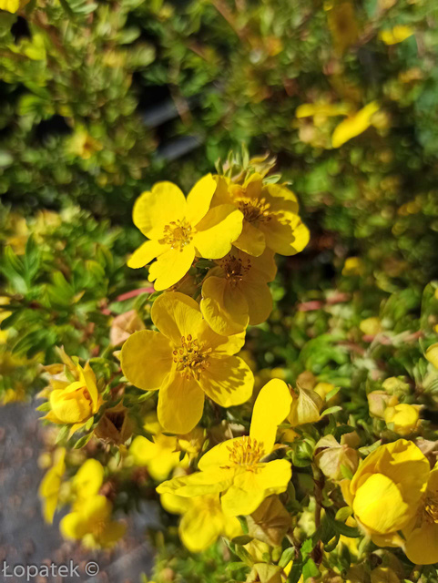 Pięciornik krzewiasty Sommerflor Potentilla fruticosa C2