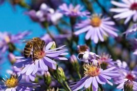 Aster gawędka Blue King Aster amellus C3