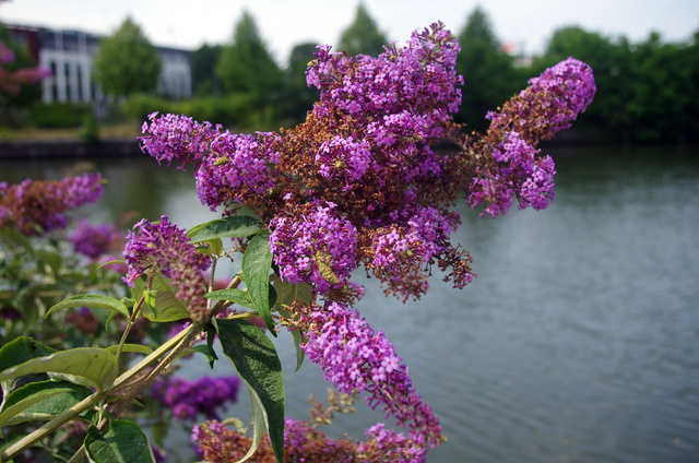 Budleja Davida Royal Red Buddleja davidii C2