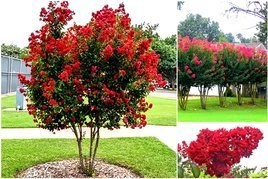 Lagerstroemia indyjska Red Imperator Lagerstroemia indica P9