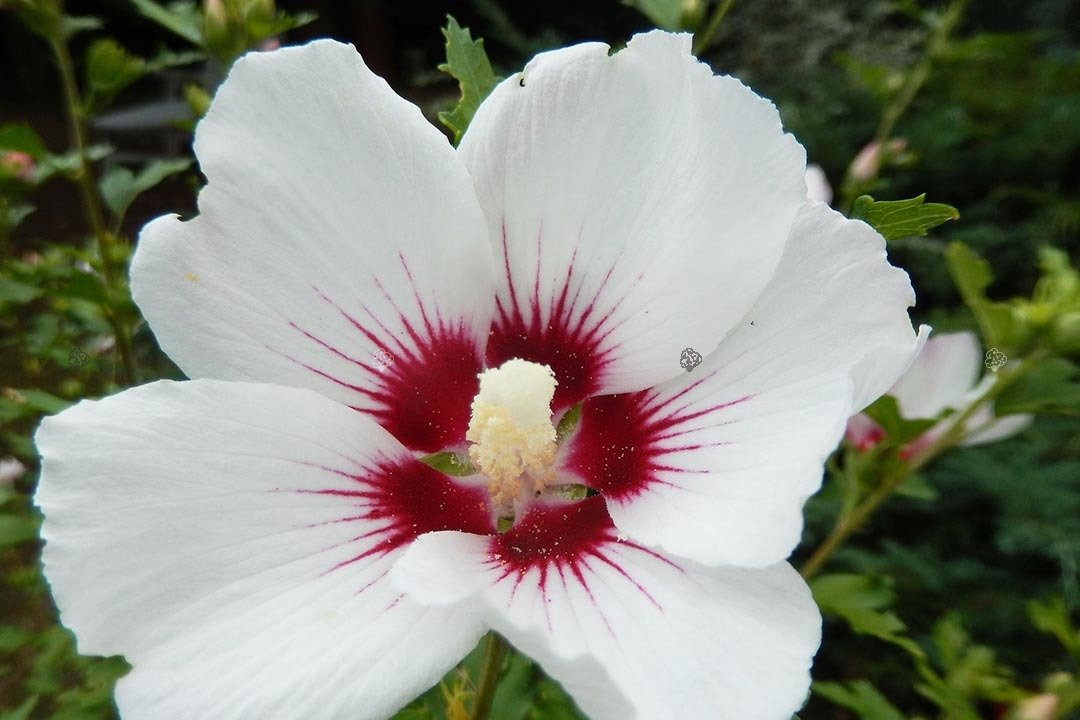 Ketmia syryjska Red Heart Hibiscus syriacus C5