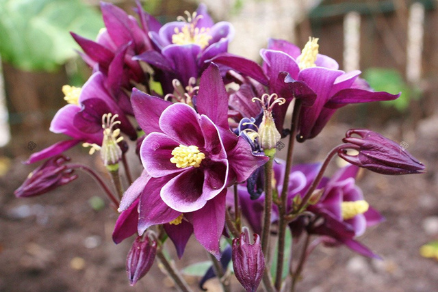 Orlik alpejski Aquilegia alpina P9