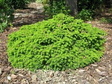 Świerk pospolity Little Gem Picea abies C3