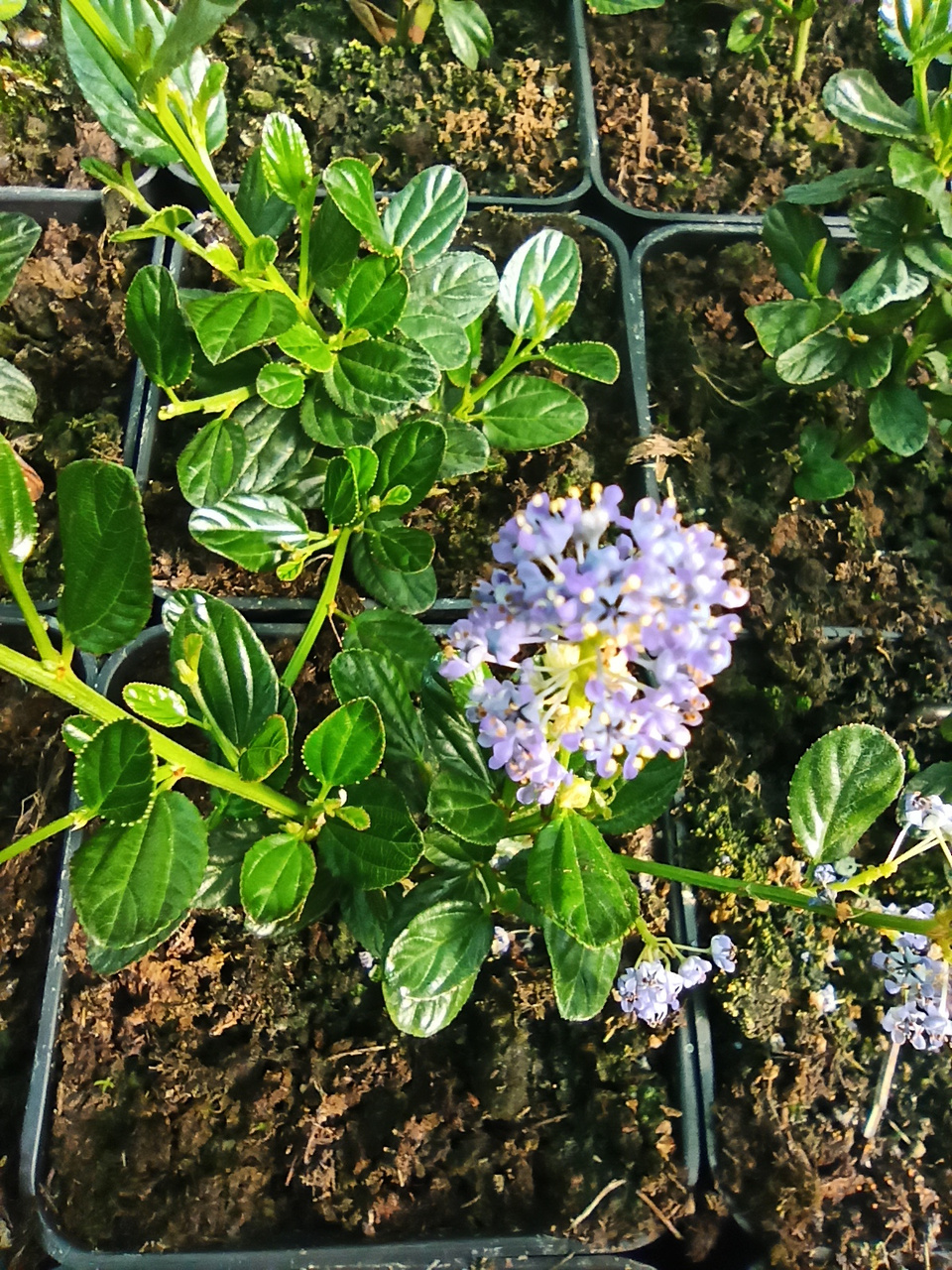 Prusznik Victoria Ceanothus P9