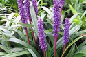 Liriope szafirkowata Moneymaker Liriopa muscari C2