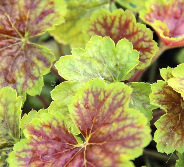 Żurawka Delta Dawn PBR Heuchera P9
