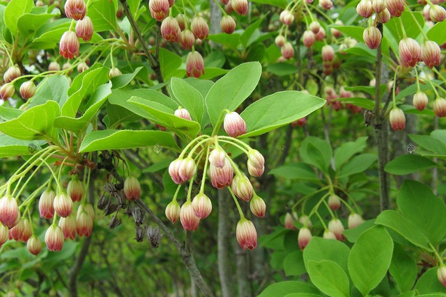 Enkiant dzwonkowaty Enkianthus campanulatus C2