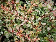 Berberys Thunberga Natasza PBR Berberis thunbergii C2