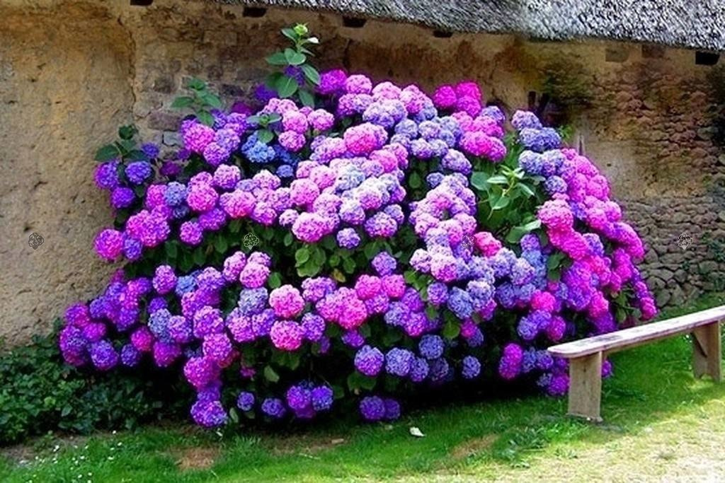 Hortensja ogrodowa Masja Hydrangea macrophylla P9